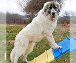 Small #17 Great Pyrenees Mix