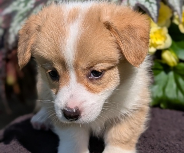 Medium Photo #5 Pembroke Welsh Corgi Puppy For Sale in GOSHEN, IN, USA