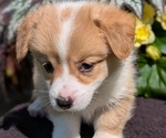 Small #4 Pembroke Welsh Corgi