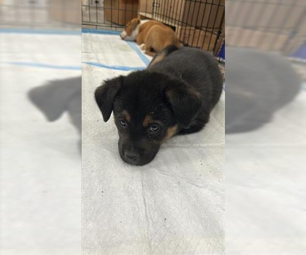 Medium Photo #1 German Shepherd Dog-Unknown Mix Puppy For Sale in Houston, TX, USA