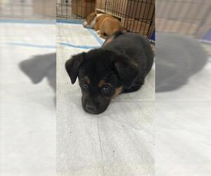 German Shepherd Dog Mix Dog for Adoption in Houston, Texas USA