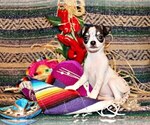 Puppy Fifer Chihuahua