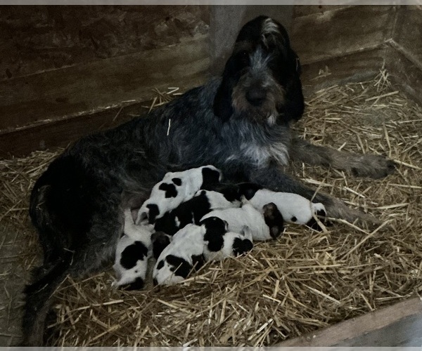 Medium Photo #3 Blue Gascony Griffon Puppy For Sale in ESMOND, IL, USA