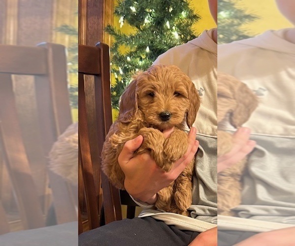 Medium Photo #9 Goldendoodle (Miniature) Puppy For Sale in HULL, IA, USA