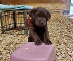 Small Photo #2 Labrador Retriever Puppy For Sale in FLAGLER, CO, USA
