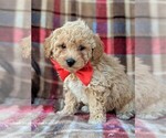 Small Photo #2 Bichpoo Puppy For Sale in LANCASTER, PA, USA