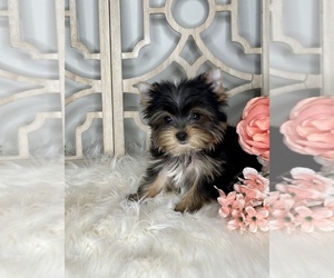 Yorkshire Terrier Puppy for sale in MORRIS CHAPEL, TN, USA