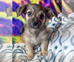 Mutt Dogs for adoption in Corona, CA, USA