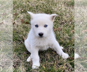 Wolf Hybrid Puppy for sale in CLARKSVILLE, TN, USA