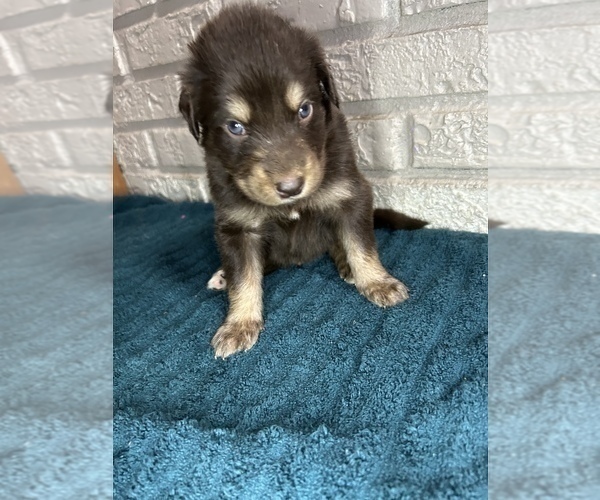 Medium Photo #9 Aussiedoodle Puppy For Sale in INDIANAPOLIS, IN, USA