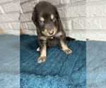 Small Photo #9 Aussiedoodle Puppy For Sale in INDIANAPOLIS, IN, USA