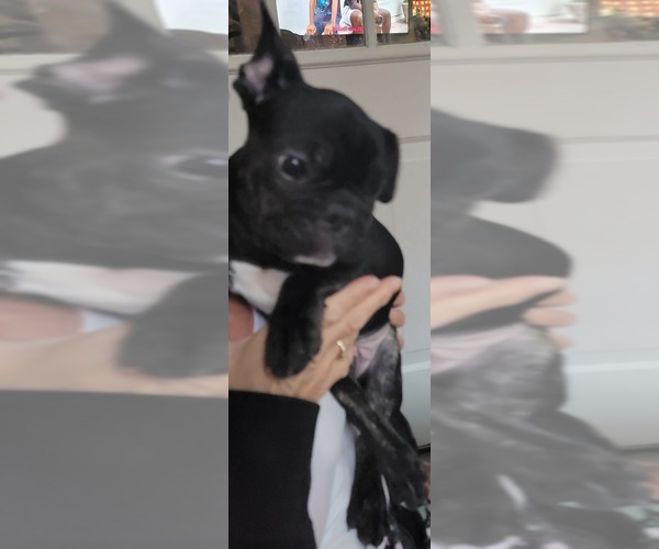 Medium Photo #1 French Bulldog Puppy For Sale in ESSEX JUNCTION, VT, USA