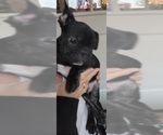 Small French Bulldog