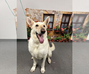 Presley - Female Mutt Dog for Adoption - Photo #2