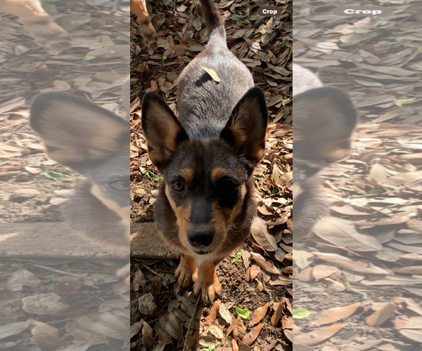 Medium Photo #1 Chihuahua-Unknown Mix Puppy For Sale in The Woodlands, TX, USA