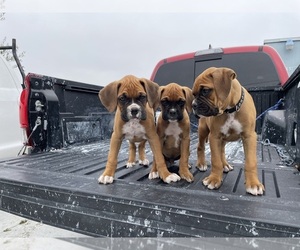 Boxer Puppy for sale in CHULA VISTA, CA, USA