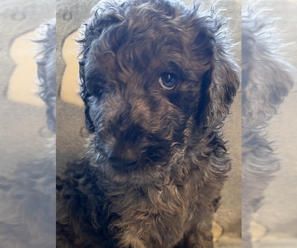 Medium Photo #2 Labradoodle Puppy For Sale in LEXINGTON, GA, USA