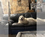 Small Photo #10 Great Pyrenees Puppy For Sale in Spring, TX, USA