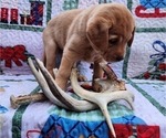 Small Photo #50 Labrador Retriever Puppy For Sale in BUFFALO, NY, USA