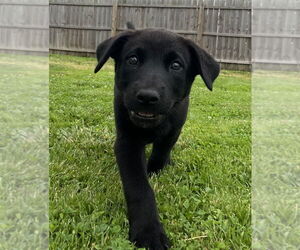 Labrador Retriever-Unknown Mix Dogs for adoption in Aurora, IN, USA
