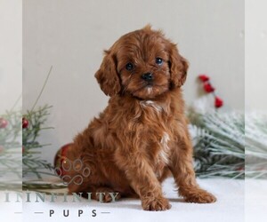Cavapoo Puppy for sale in LITITZ, PA, USA