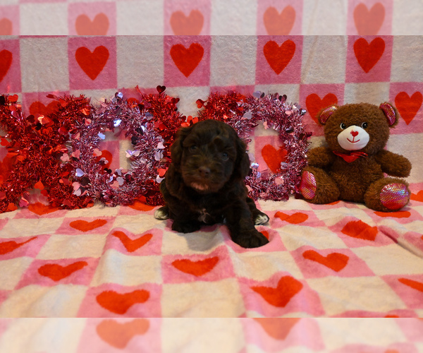 Medium Photo #2 Havapoo Puppy For Sale in GUTHRIE, KY, USA