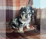 Small #1 French Bulldog