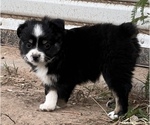 Small Photo #8 Miniature Australian Shepherd Puppy For Sale in ARDMORE, OK, USA