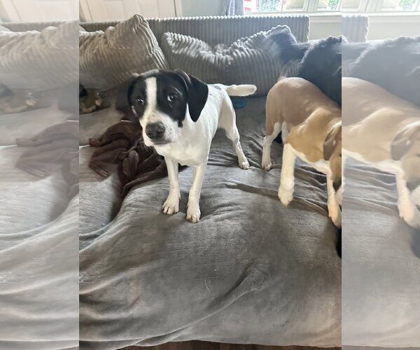 Medium Photo #3 Labrador Retriever-Unknown Mix Puppy For Sale in Ball Ground, GA, USA