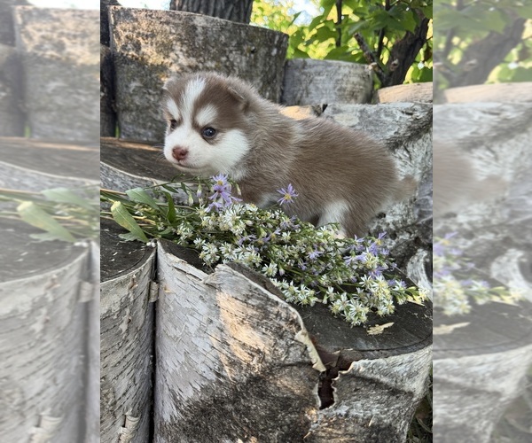 Medium Photo #5 Pomsky Puppy For Sale in STAPLES, MN, USA