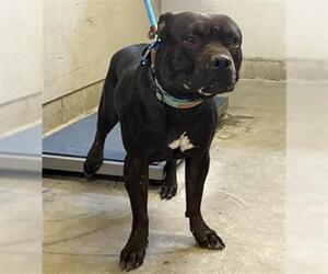 Mutt Dogs for adoption in Camarillo, CA, USA