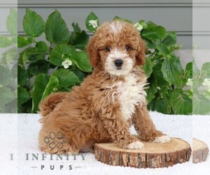 Goldendoodle (Miniature) Puppy for sale in NARVON, PA, USA