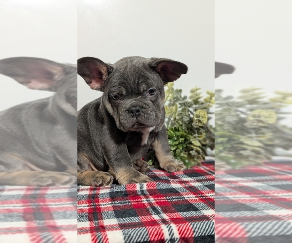 Medium Photo #48 French Bulldog Puppy For Sale in GOSHEN, IN, USA
