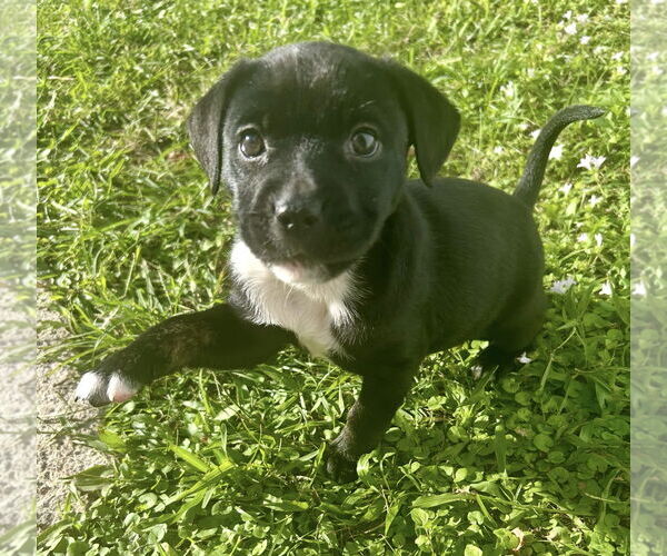 Medium Photo #2 Mutt Puppy For Sale in Royal Palm Beach, FL, USA