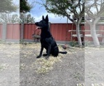 Small Photo #10 German Shepherd Dog Puppy For Sale in HAYWARD, CA, USA