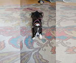Small #6 American Pit Bull Terrier Mix