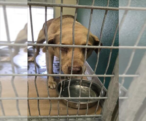 Medium Photo #1 German Shepherd Dog-Unknown Mix Puppy For Sale in Texas City, TX, USA