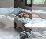 Small #2 Labrador Retriever Mix