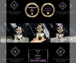 Small #6 Morkie