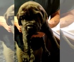Small #1 Cane Corso