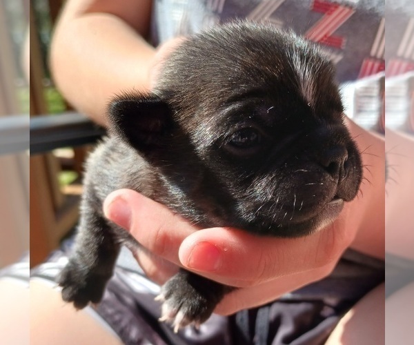 Medium Photo #3 Buggs Puppy For Sale in WEST PLAINS, MO, USA