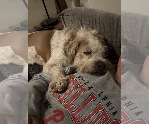 Medium Photo #4 Mutt Puppy For Sale in Doylestown, PA, USA