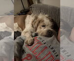 Small Photo #4 Mutt Puppy For Sale in Doylestown, PA, USA