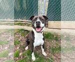 Small #41 American Pit Bull Terrier-Beagle Mix