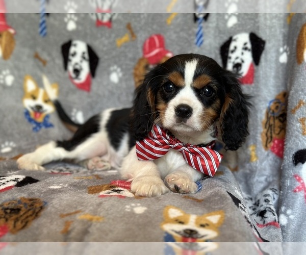Medium Photo #3 Cavalier King Charles Spaniel Puppy For Sale in LAKELAND, FL, USA