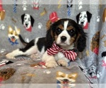 Small #2 Cavalier King Charles Spaniel