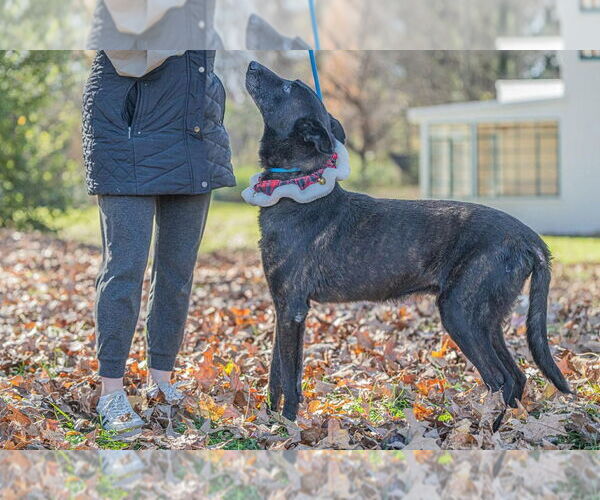Medium Photo #4 Holland Shepherd Puppy For Sale in Imlay City, MI, USA