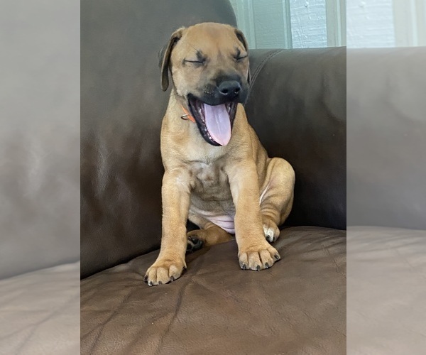 Medium Photo #17 Rhodesian Ridgeback Puppy For Sale in KELLER, TX, USA