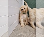 Small Photo #11 Goldendoodle Puppy For Sale in AIKEN, SC, USA