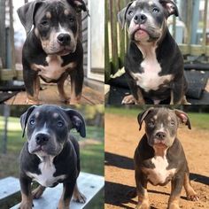 American Bully Mikelands  Puppy for sale in BURLINGTON, NC, USA